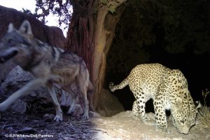 Leopard's wolves and humans