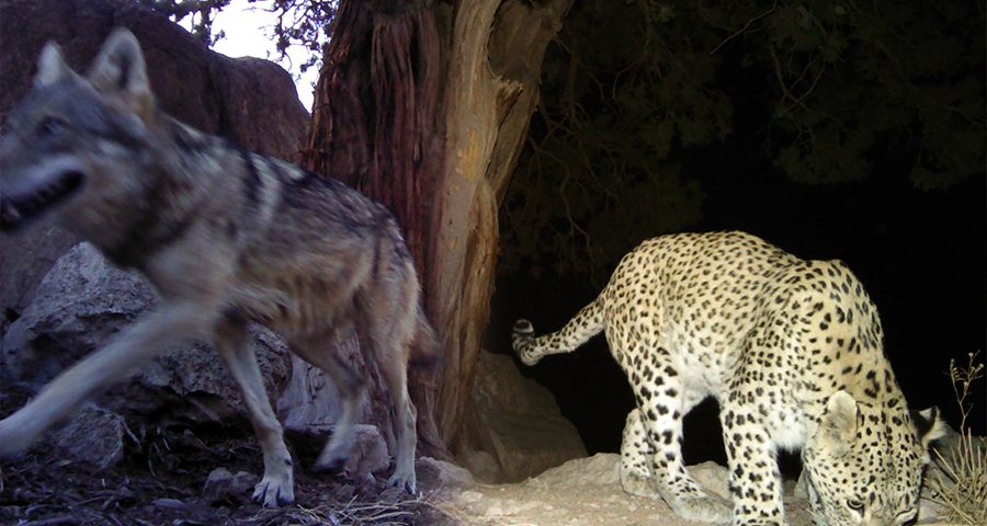 Leopard's wolves and humans