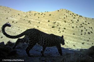 Female Leopard