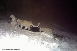 Family of Persian leopard