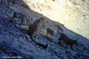 Family of Persian leopard Tandoureh national park