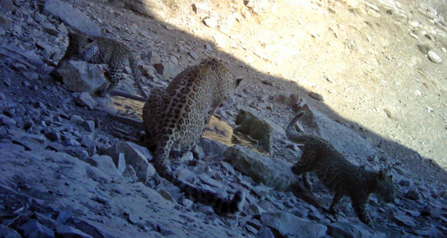 Family of Persian leopard Tandoureh national park