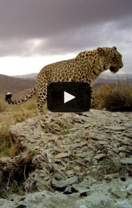 Play Movie Persian Leopard Tandoureh