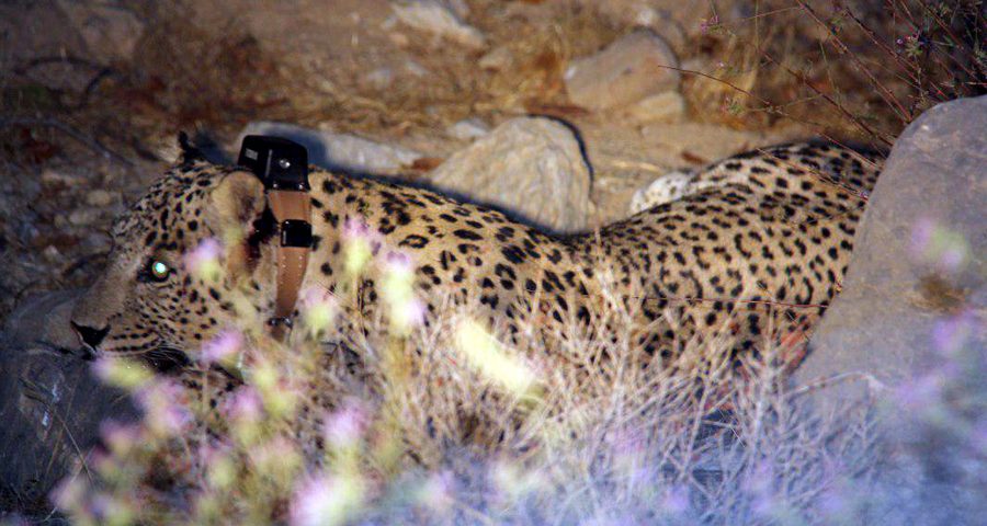 Spatial patterns of Persian leopards