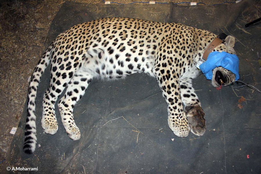 Bardia was the second Persian leopard to be fitted with a satellite collar