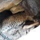 Tandoureh’s legendary leopard still roaming