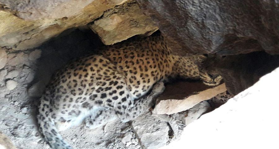 Tandoureh’s legendary leopard still roaming