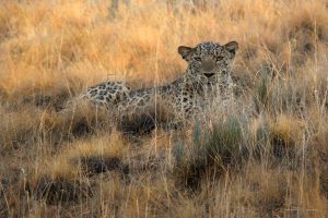 Face-to-Face with a Persian Leopard Photo by Arash Moody