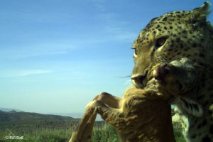 Predation patterns of Persian leopards