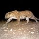 Tandoureh’s legendary leopard found dead