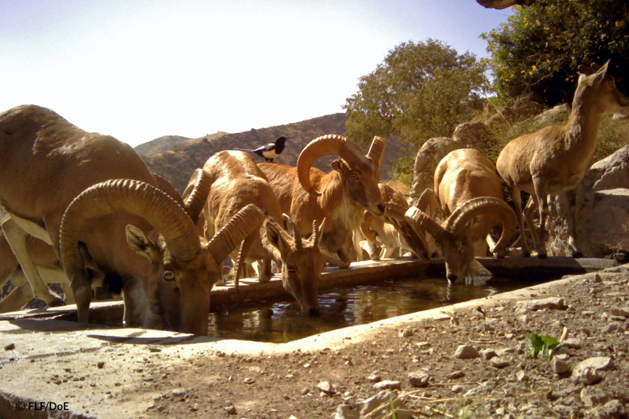 13 springs restored in Tandoureh