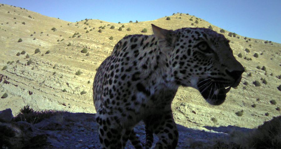 Monitoring leopards using citizen science