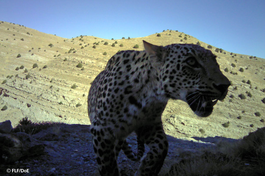 Monitoring leopards using citizen science