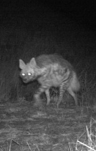 Striped hyena Tandoureh