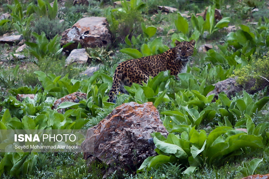 Female leopard released back to Tandoureh National Park