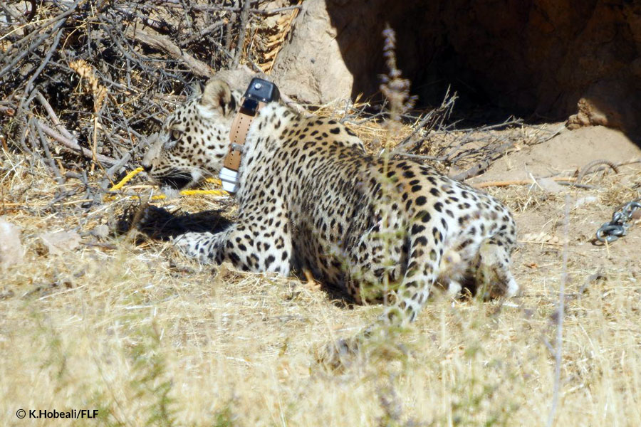 Satellite telemetry in wildlife