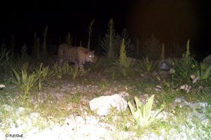 Get to know Touraj tandoureh National Park