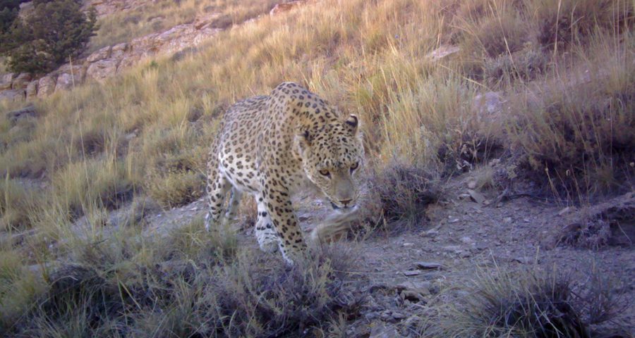A paradox of local abundance amidst regional rarity: the value of montane refugia for Persian leopard conservation