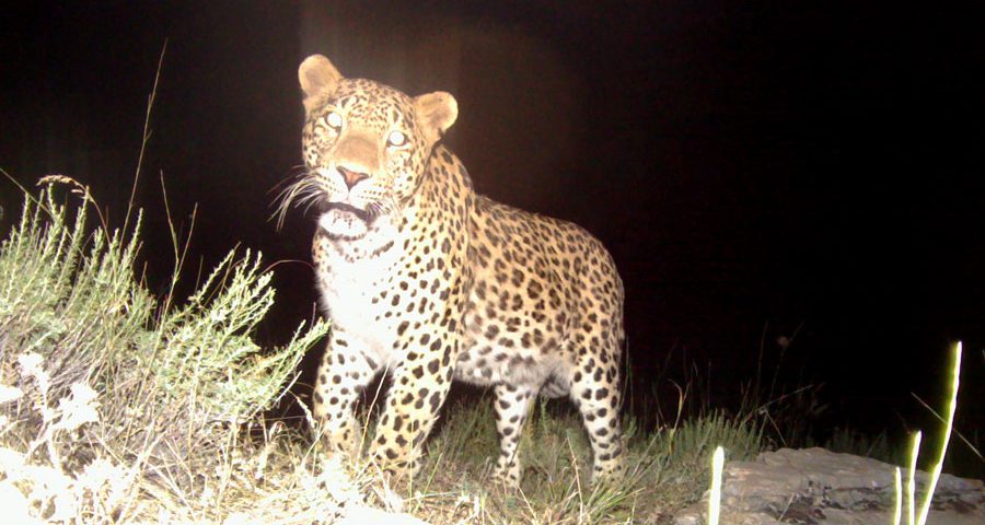 Vertical relief facilitates leopards’ life