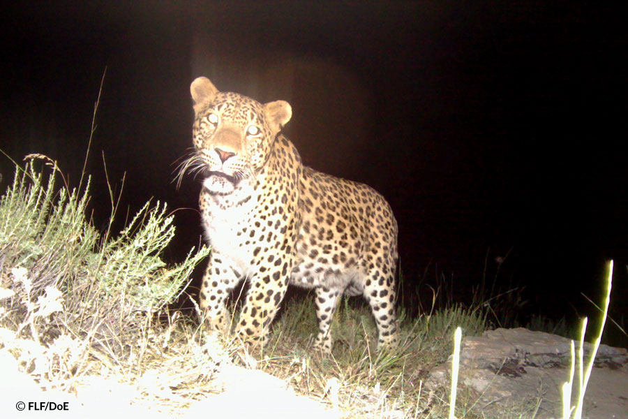 Vertical relief facilitates leopards’ life