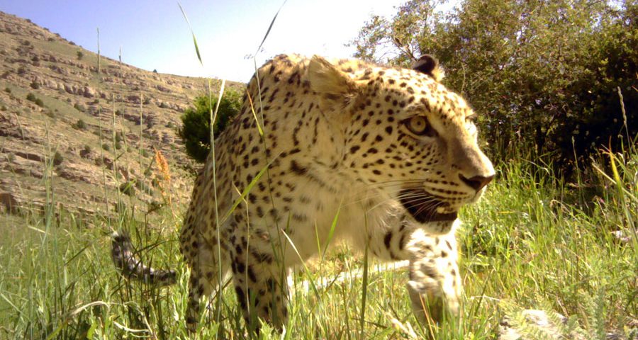 Genetic variation of Persian leopards