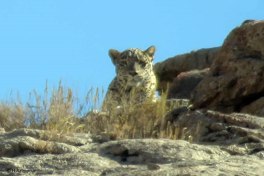 A population of leopards spotted in iron ore mine (Khaaf)