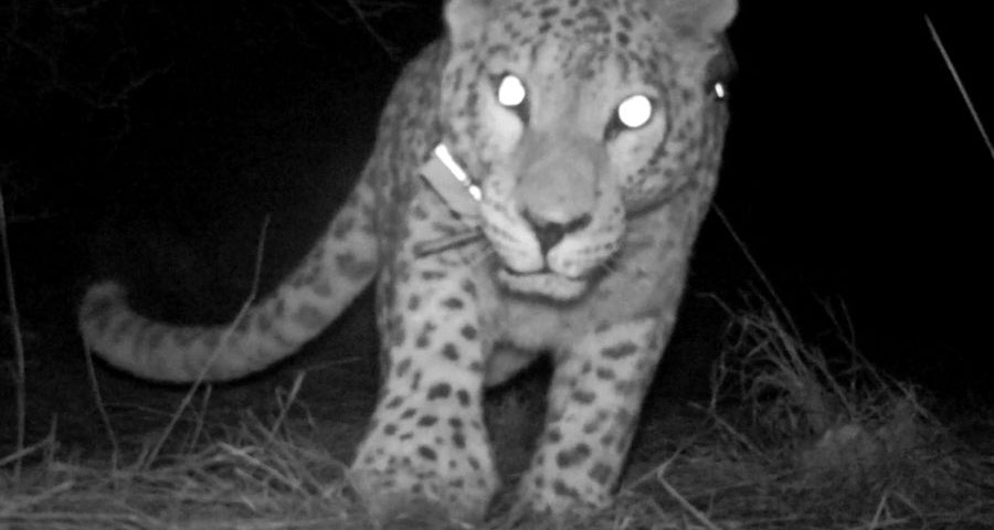 Decision-making in leopards