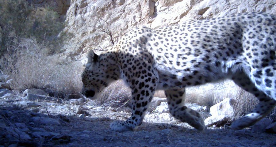 Small population of desert leopards