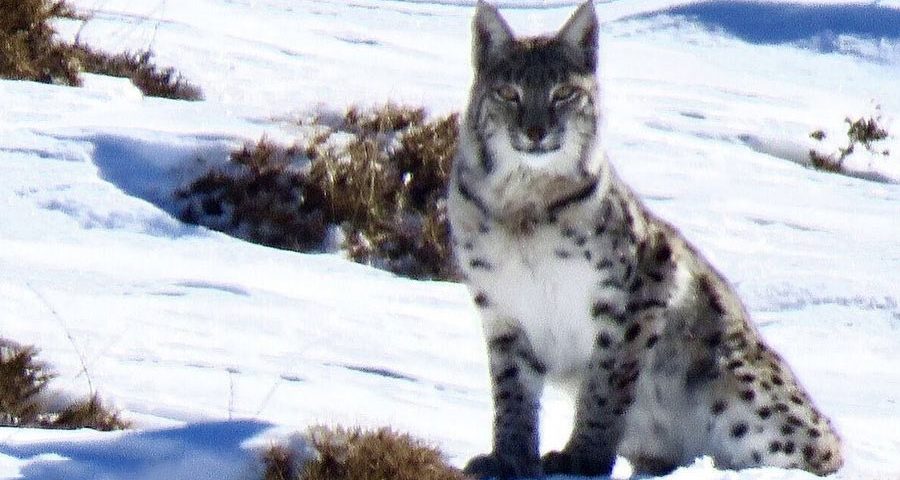 Coat Polymorphism in Eurasian Lynx