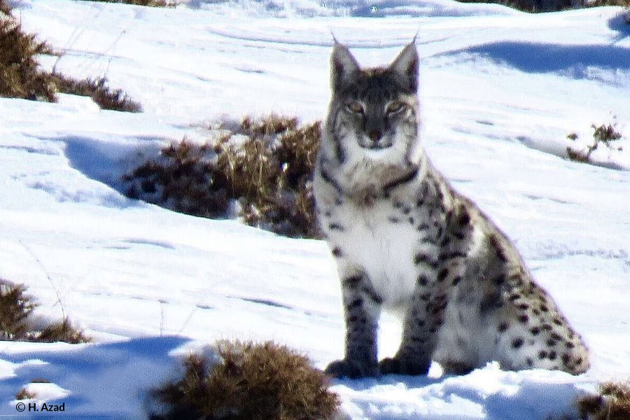 Coat Polymorphism in Eurasian Lynx