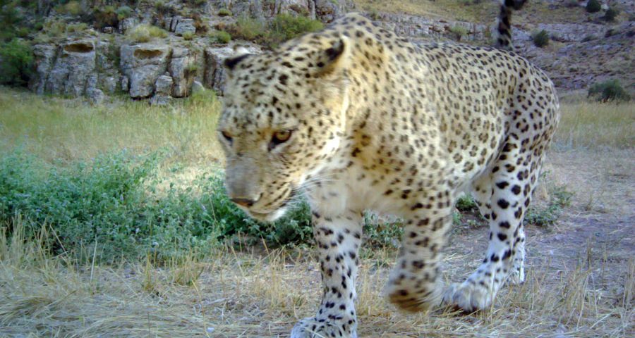 Intraspecific interactions in leopards