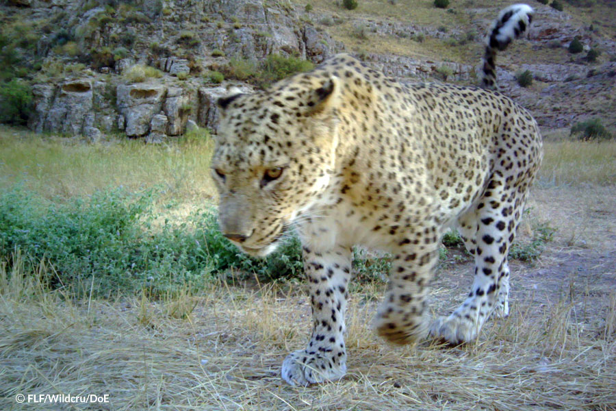 Intraspecific interactions in leopards